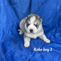 Koko boy 3 - Gray and white male Siberian Husky puppy in Ocala, Florida from Florida Husky Puppies