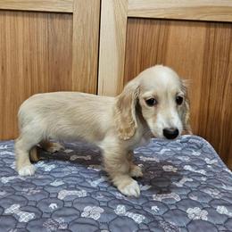 Andy - Cream male Dachshund puppy in Cherry Tree, Oklahoma from Peavine Creek Dachshunds
