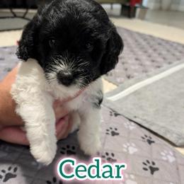 Cedar - Black and white male Saint Berdoodle puppy in Garland, Texas from Brewer's Doodles and French Bulldogs