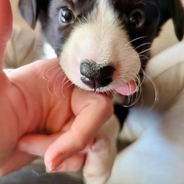 Cardigan Welsh Corgi Puppies from Smoky Tails Corgis