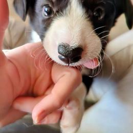 Cardigan Welsh Corgi Puppies from Smoky Tails Corgis