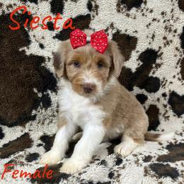 Siesta - Red merle female Aussiedoodle puppy in Cleveland, Tennessee from C&S Kennels