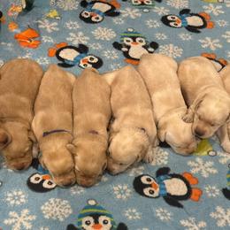 Labrador Retriever Puppies from Tag Hollow