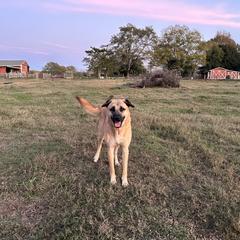 Bob - Anatolian Shepherd Dog