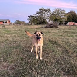 Bob - Anatolian Shepherd Dog