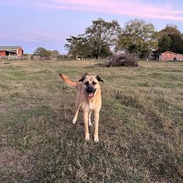 Bob - Anatolian Shepherd Dog