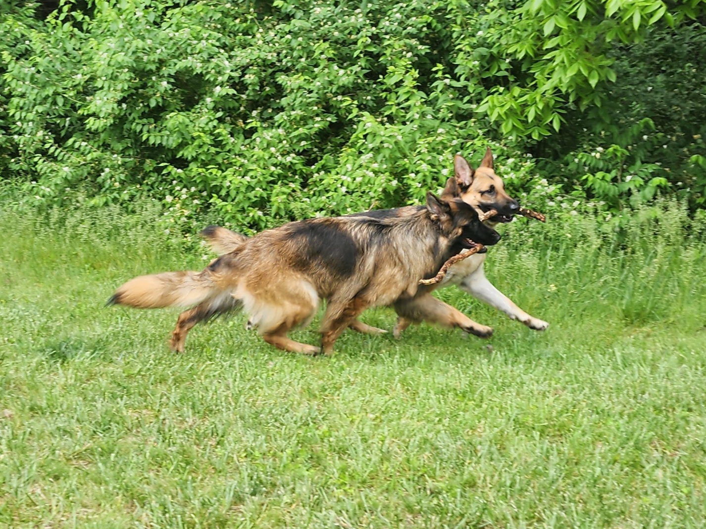 German Shepherds from Anam Cara
