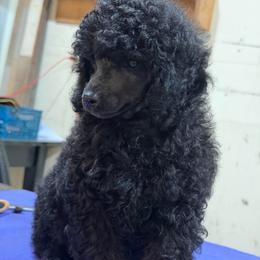 Post - Blue male Poodle puppy in Florence County, South Carolina from Modern Family Standards