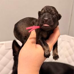 Pink - Sable female German Shepherd puppy in Hammond, Louisiana from Von LaMarca German Shepherds