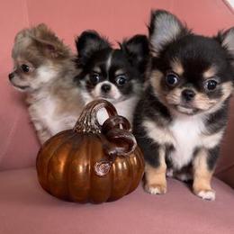 Jinx - Chocolate and tan male Chihuahua puppy in Tremonten, Utah from Qu-Te's Chihuahuas