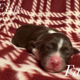 Faith - Red tri female Miniature Australian Shepherd puppy in Corpus Christi, Texas from Elite Miniature Australian Shepherds