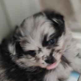 Willows blue Merle - Blue merle female Pomeranian puppy in Maplefalls, Washington from Snow peak poms