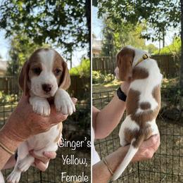 Ginger's Yellow - Red black and white female Beagle puppy in Brownsville, Oregon from Beagles on the Run