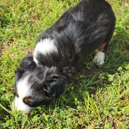 Boy 1 - Black tri Miniature Australian Shepherd puppy in Joplin, Missouri from Porter's Pretty Puppies