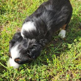 Boy 1 - Black tri Miniature Australian Shepherd puppy in Joplin, Missouri from Porter's Pretty Puppies