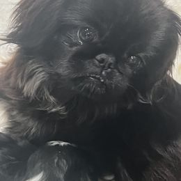 Dasia - Pekingese