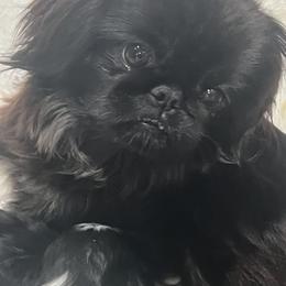 Dasia - Pekingese