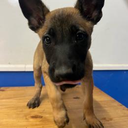 Sable - Yellow female Dutch Shepherd puppy in Sierra Vista, Arizona from KnightWatch K-9