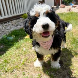 Andi - Tri-color female Bernedoodle puppy in Wamego, Kansas from Doodles of Oz