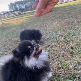 Pomeranian Puppies from Silver’s Reigning Heir Poms