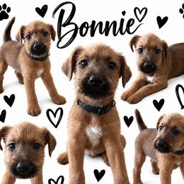 Girl 1 - Red female Irish Terrier puppy in Austin, Texas from ATX Irish Terriers