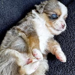 Maverick - Blue merle male Miniature Australian Shepherd puppy in Molalla, Oregon from Yaw's Mini Aussies