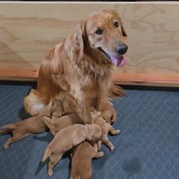 Golden Retriever puppies from Asperheim Golden Retriever Puppies