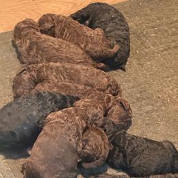 Brown boy 2 - Brown male Poodle puppy in Wentworth, South Dakota from PaintersPreciousPoodles