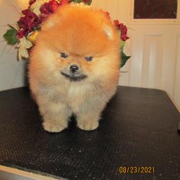Pomeranian Puppies from Storm Pomeranians