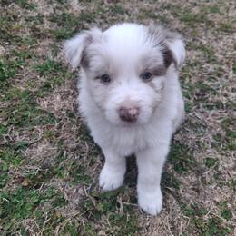 Dottie - Lilac merle female Border Collie puppy in Ripley, Oklahoma from Adventure5 Border Collies
