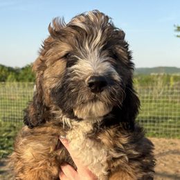 Aussiedoodles, Australian Shepherds, and Poodles from Barefoot Kennel