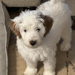 Garlic - Parti male Goldendoodle puppy in Danville, Virginia from Stella’s Stunning Goldendoodles of VA
