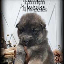 Lumen - Blue male German Shepherd puppy in Sequim, Washington from German Shepherd Haus