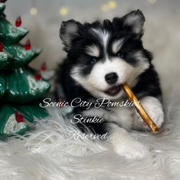Stinkie - Black and white male Pomsky puppy in Rossville, Georgia from Scenic City Pomskies
