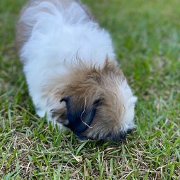 Shih Tzu Puppies from Willow Lane Shih Tzus