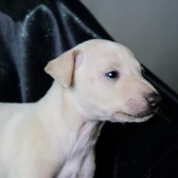 AZAHAR - Cream male Italian Greyhound puppy in Lancaster, Texas from Lopez G Kennel