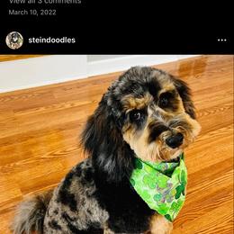 Aussiedoodle and Bernedoodle Puppies from Steindoodles