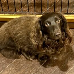 Fiona - Dachshund