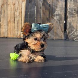 Aby - Blue and gold female Yorkshire Terrier puppy in Pocahontas, Arkansas from 5 River Puppies