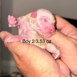 Goliath - White and buff male Bichon Frise puppy in Lavon, Texas from Sissy’s Heavenly Paws