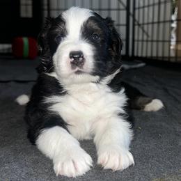 Australian Shepherd Puppies from Hamilton Farms