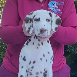 Dempsey - White and liver brown male Dalmatian puppy in Lusby, Maryland from CarriageHill Dalmatians