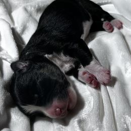 Tucker - Black tri male Miniature Australian Shepherd puppy in Visalia, California from Furrever.Mini.Aussies.llc