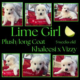 Lime Girl - White female German Shepherd puppy in Apache Junction, Arizona from CS Vista Farms