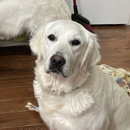 Mary Ann - Golden Retriever