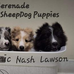Shetland Sheepdogs from Serenade