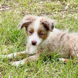 Dakota (tail) - Red merle female Toy Australian Shepherd puppy in College Station, Texas from South Paw Toy Aussies