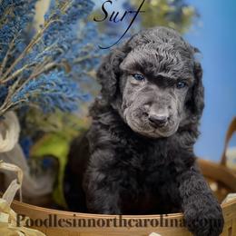 Surf - Silver male Poodle puppy in Greenville, North Carolina from Grace Poodles