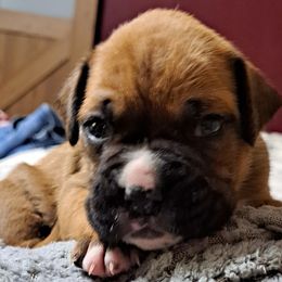 Blue - Fawn Boxer puppy in Franklin, Georgia from Lakeside Kennels of Franklin