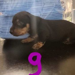 Dachshund Puppies from Three Ween Crew